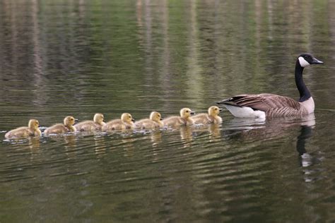 Konrad Lorenz: Godfather of Animal Imprinting Theory - How Animal ...