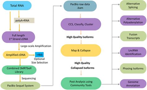 Frontiers | Reviving the Transcriptome Studies: An Insight Into the Emergence of Single-Molecule ...