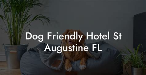 Dog Friendly Hotel St Augustine FL - Dog Hotels