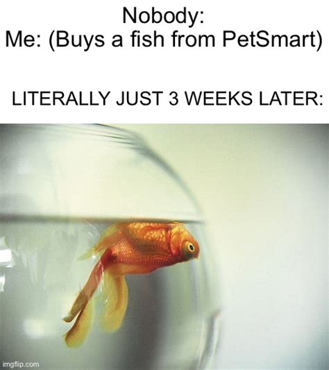 Dead Goldfish Meme