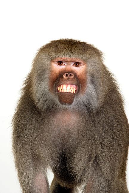 baboon - Animal Stock Photos - Kimballstock