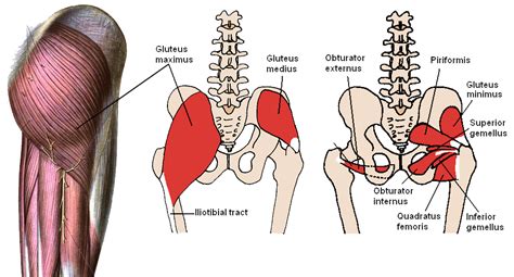 Muscles of the hips and thighs | Human Anatomy and Physiology Lab (BSB 141)