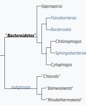 Bacteroidetes | Encyclopedia MDPI