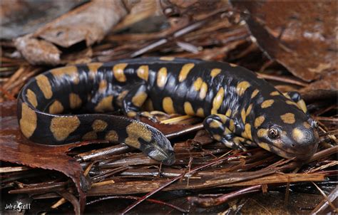 Eastern Tiger Salamander (Ambystoma tigrinum) | A male Easte… | Flickr