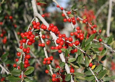 Yaupon holly makes a colorful Christmas | Mississippi State University Extension Service