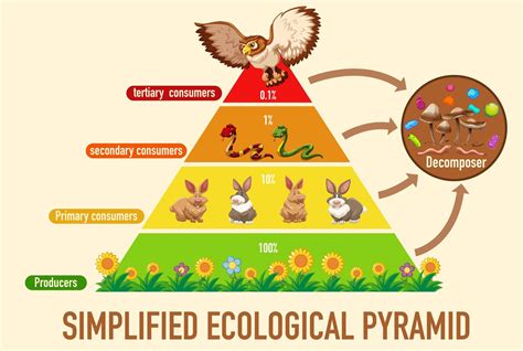 Science simplified ecological pyramid 1432103 Vector Art at Vecteezy