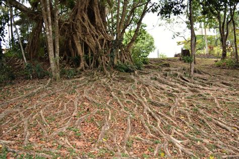 Welcome to Kuranda | Hippie Village in the Rainforest – Woody World Packer