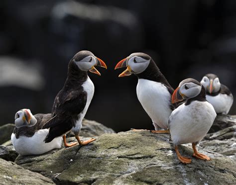 Farne Islands - Alan Wilson Photography