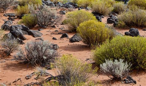 Desert scrub, plenty of inspiration! | Terrarium decor, Landscape, Forest garden