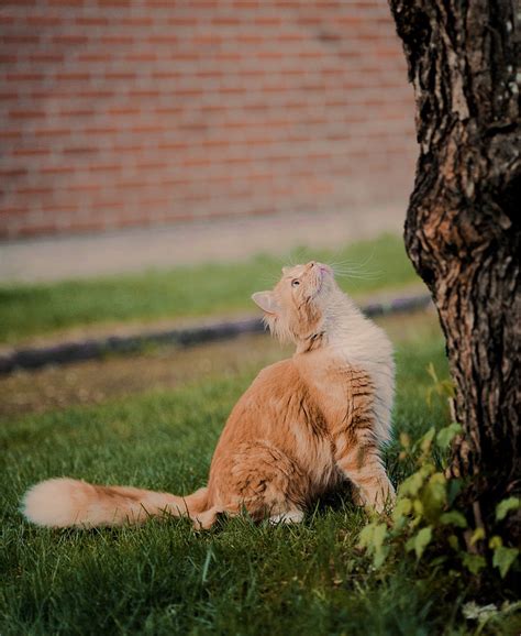 Cat chasing squirrel by Poffeman on DeviantArt