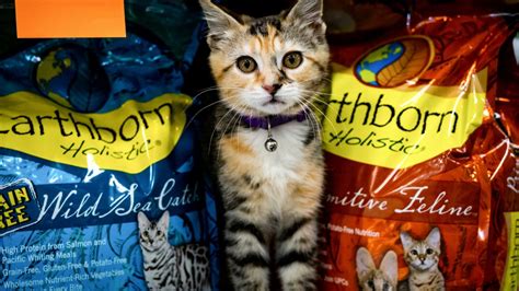 Grain-Free Cat Food | Earthborn Holistic Pet Food International