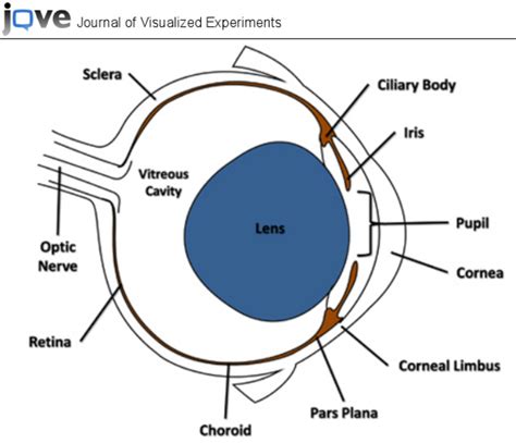 Cross-sectional diagram of the mouse eye highlighting features... | Download Scientific Diagram