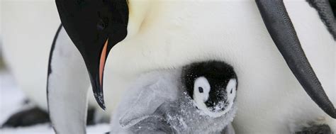 Emperor penguin breeding cycle – Australian Antarctic Program