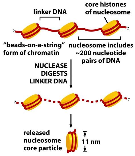 biochemistry - Is nucleosomal DNA ever degraded? - Biology Stack Exchange