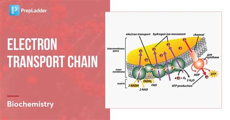 Electron Transport Chain