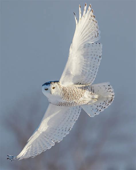 Female Snowy Owl in Flight #1 Photograph by Guoqiang Xue - Pixels