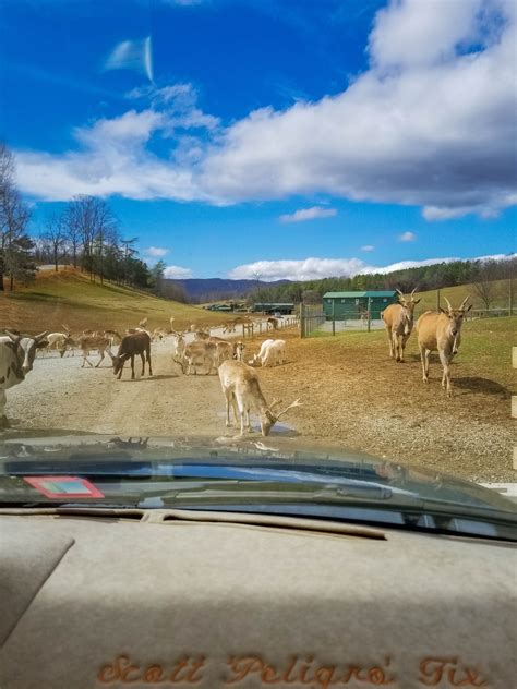 Virginia Safari Park: A Wild Adventure in the Heart of Virginia ...