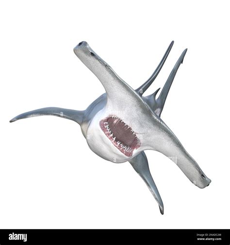 Great Hammerhead Shark with mouth open 3d render Stock Photo - Alamy