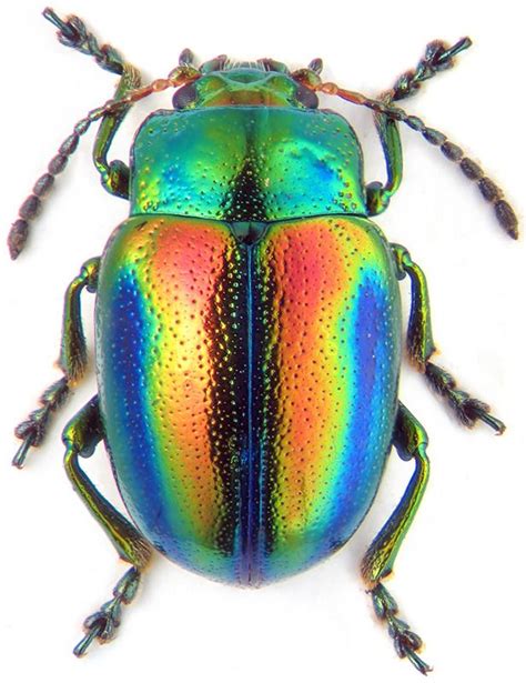 LEAF BEETLE (showing iridescence) Chrysolina fastuosa ©zin.ru/ANIMALIA ...