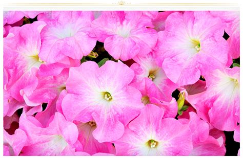 26 Types of Pink Flowers: Tips + Pictures - ProFlowers Blog