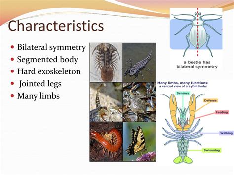 What Is An Arthropod Characteristics And Examples Of Arthropods - Riset