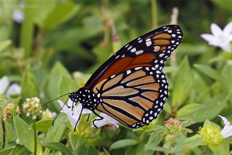 Monarch Butterfly | Highland Oaks Park; Miami-Dade County, Florida ...