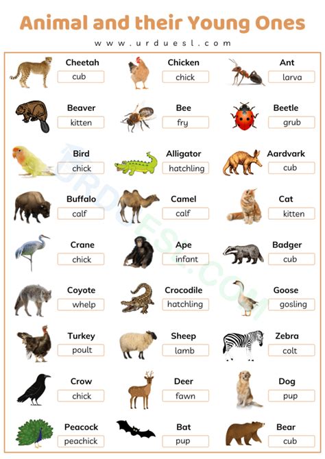 Top 127+ List of animals and their young ones in tamil - Merkantilaklubben.org