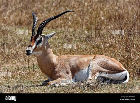 Grant's gazelle, portrait, sitting, side view, close-up, Nanger granti, herbivore, wildlife ...