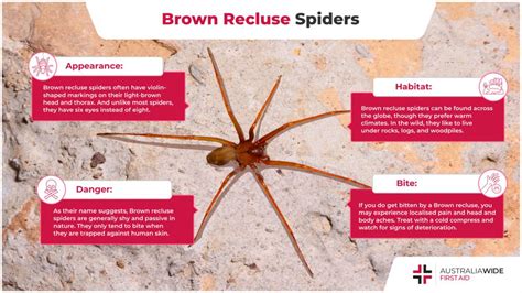 The Brown Recluse Spider | Spider Facts