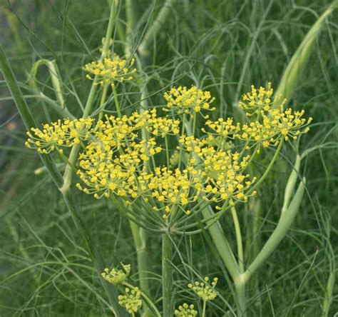 FENNEL 200 Seeds - Mother Nature's Seeds - Wildflower Seeds - Flower Seeds for Planting - Non ...