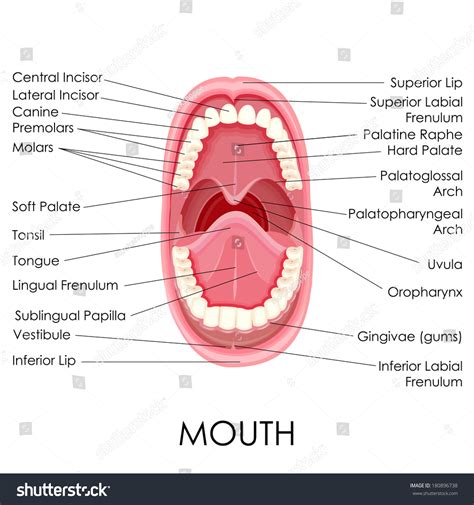 6,285 Mouth Diagram Images, Stock Photos & Vectors | Shutterstock