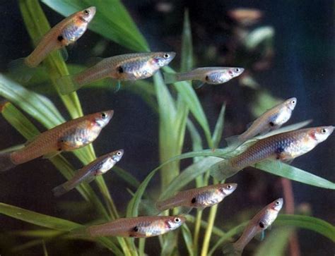 Mosquitofish Gambusia affinis mosquito control azgardens.com