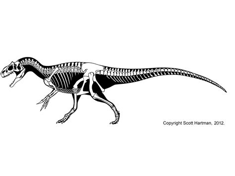 Theropod skeletal reconstructionsScott Hartman's Skeletal Drawing.com ...