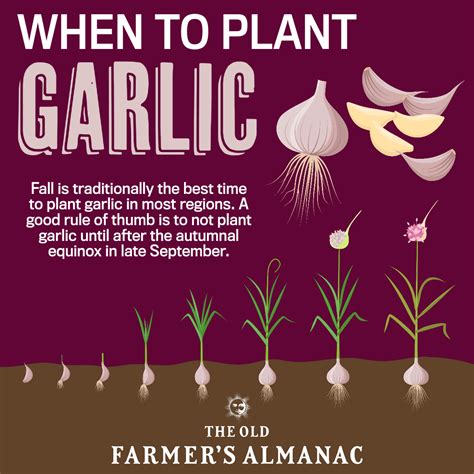 When to Plant Garlic in the Fall | The Old Farmer's Almanac