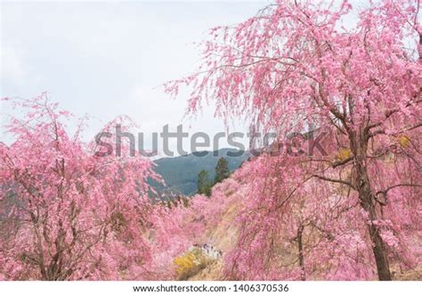 Cherry Blossoms Flower Nara Japan Stock Photo 1406370536 | Shutterstock