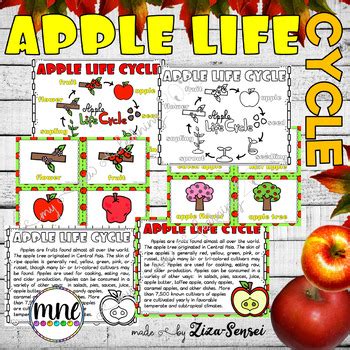 Apple Life Cycle Pack Flip Book Included 2nd Grade - Version 2 | TPT