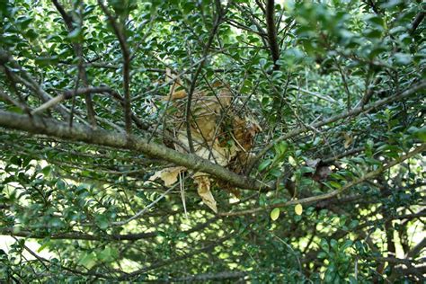 Fanatic Cook: Catbird Nest Vs. Cardinal Nest