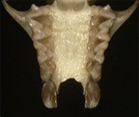 ADW: Premaxillae of Bats