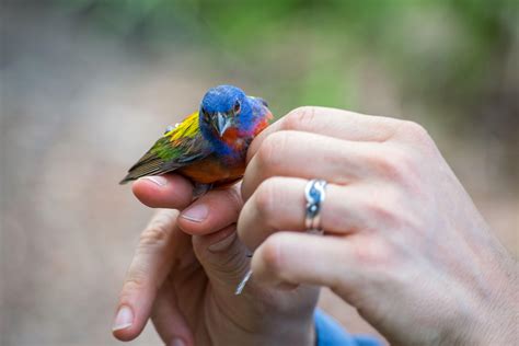 For All Their Splendor, We Still Know Little About Painted Bunting Migration | Audubon