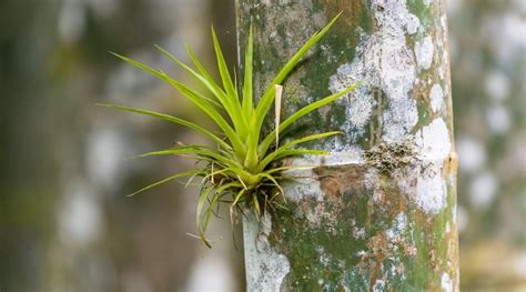 What Are Epiphytes? All About Epiphytic Plants and Their Care