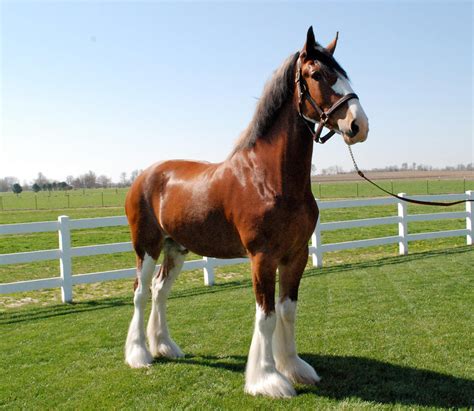 Clydesdale Breeders of the USA National Clydesdale Sale - Clydesdale Breeders of the USA