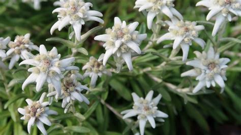 The Edelweiss And Its Meaning | German Language Blog