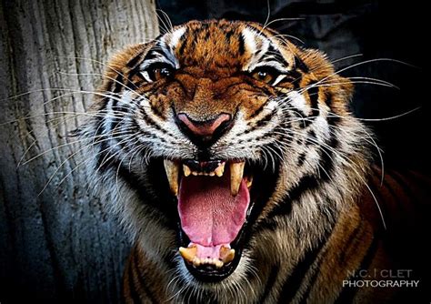 TIGER ROAR! | tigers | Pinterest