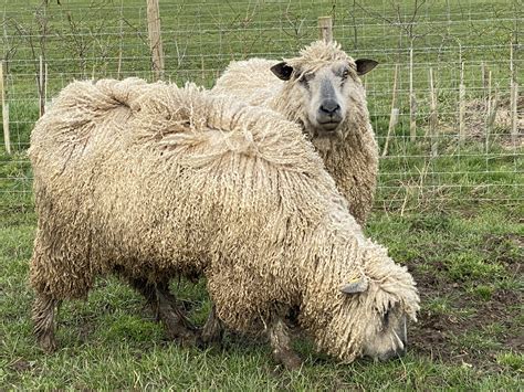 About Home Farm Wensleydales – Home Farm Wensleydales