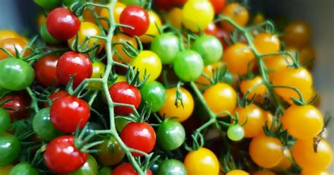 17 of the Best Cherry Tomatoes to Grow | Gardener’s Path