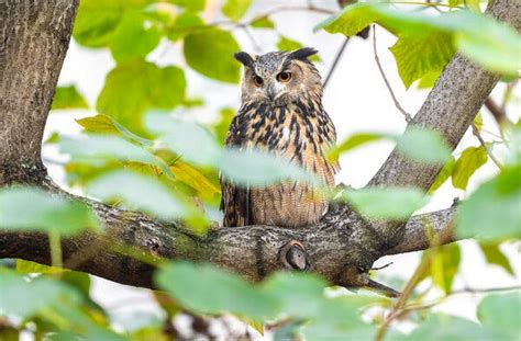 Flaco the Owl Flies Out of Central Park to the East Village - The New ...