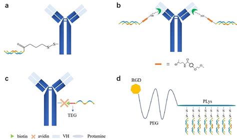 Antibody-siRNA Conjugates - BOC Sciences