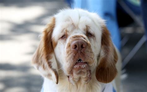 Clumber Spaniel Puppies Breed information & Puppies for Sale