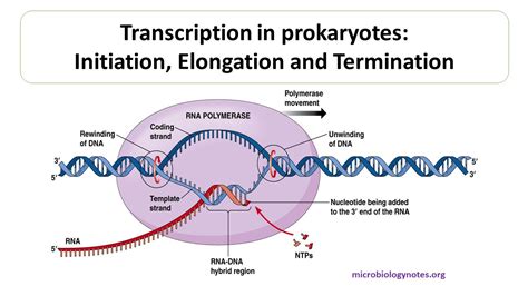 Transcription Initiation In Prokaryotes