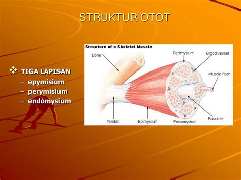 Populer Struktur Otot Rangka, Hewan Invertebrata